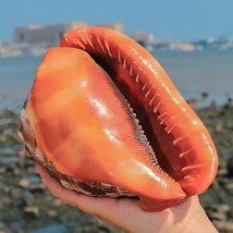 12-17CM  Orange Sea s Snail Bull&#39;s-mouth Helmet Conch Home Decor Beach Decoratio - £61.50 GBP