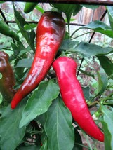 Cyklon - a bold and beautiful red hot pepper - $4.50