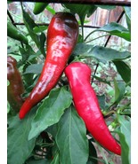 Cyklon - a bold and beautiful red hot pepper - £3.58 GBP