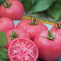 High Yield Tomato Big Pink Red Hybrid - 10 Seeds - $21.94