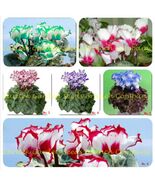 180 Seeds 6 Types Cyclamen Flowers 30 Seeds - $385.04 MXN