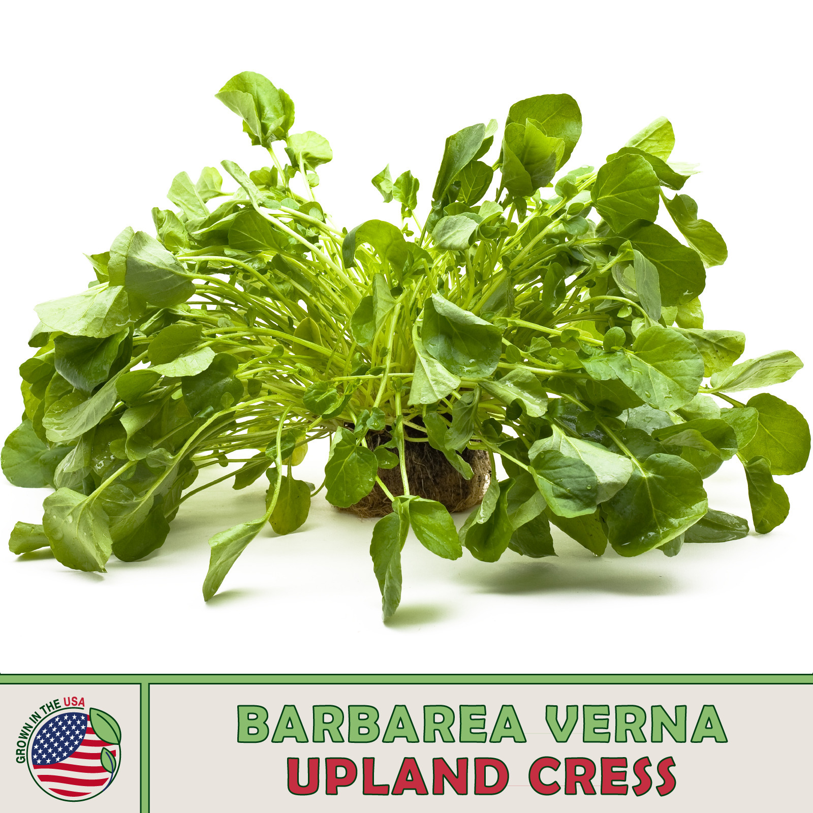 1000 Upland Cress Seeds Barbarea Verna Creasy Greens Fresh Seeds - $4.80