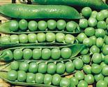 140 Seeds Lincoln Shell Garden Pea Seeds Fast Shipping - $8.99