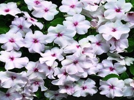 50 Impatiens Seeds Accent Coral Seeds Fresh Garden USA SELLER - £16.26 GBP