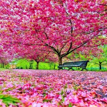 ADW 5 Japanese Sakura Cherry Blossom Tree Seeds Prunus Sargentii Flower ... - $13.09