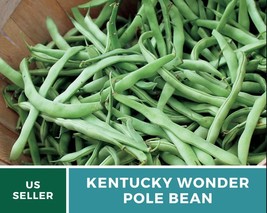 50 Pcs Kentucky Wonder Bean Heirloom Seeds Non GMO Phaseolus vulgaris Seed - £15.57 GBP