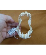 (SJ80-43) Rare 3&quot; wide CROCODILE SHARK jaw sharks Pseudocarcharias kamoh... - $162.68