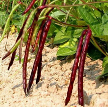 50 Pcs Mississippi Pinkeye II Purplehull Cowpea Seeds #MNTS - £6.21 GBP