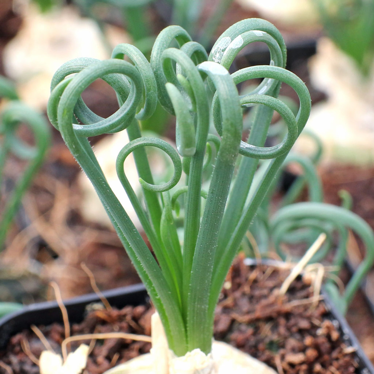 Primary image for Live Plant Albuca Spiralis Frizzle Sizzle Succulent, 2" Pot