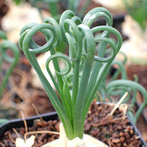 Live Plant Albuca Spiralis Frizzle Sizzle Succulent, 2&quot; Pot - £38.52 GBP