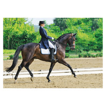 Horse Dressage Poster A3 42x29cm BLPA3P47 Equine Show Kit Crop Boot Photo Print - £10.27 GBP