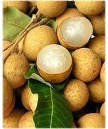 Longan Fruit Tree - Kohala Longan (Euphoria longana) -Thai Favorite Fruit - $3,312.48 MXN