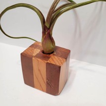 Live Air Plant in Upcycled Wooden Holder image 3
