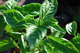 Genovese Basil - &quot;The best basil for Italian pesto.&quot; Mama Mia !!!(25 - Seeds) - £2.32 GBP