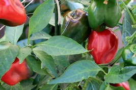 Wild West Organics Sweet Red Bell Pepper - £8.75 GBP