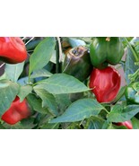 Wild West Organics Sweet Red Bell Pepper - $16.27 CAD