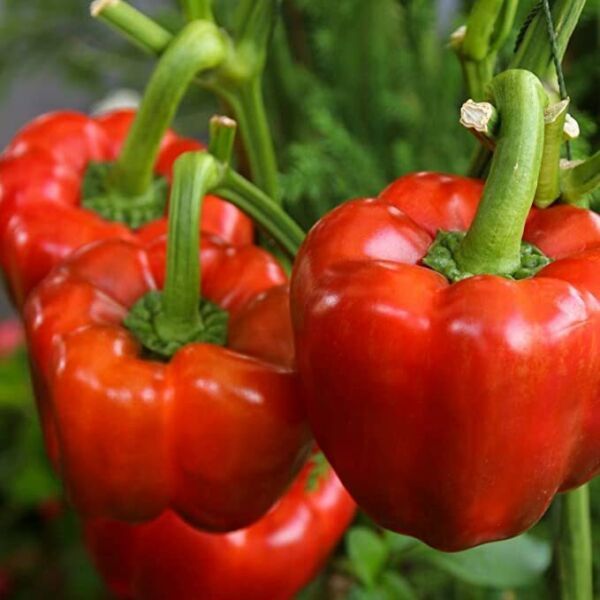 Ria Hoki 25 Sweet Yolo Wonder L Pepper Seeds Non-Gmo - $7.28