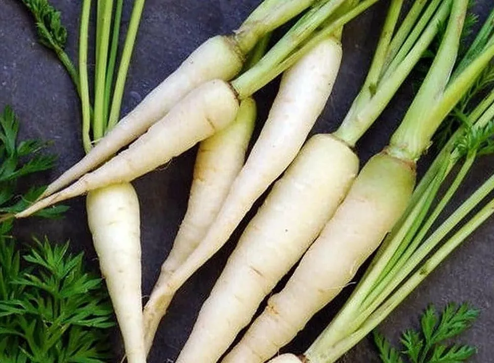 Tender Coreless Sweet Lunar Creamy White Carrot 100 best Seedss - $11.61