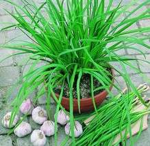 AW 50 Garlic Chive Seeds Non Gmo Organic Herb Garden Perennial Culinary ... - $9.99