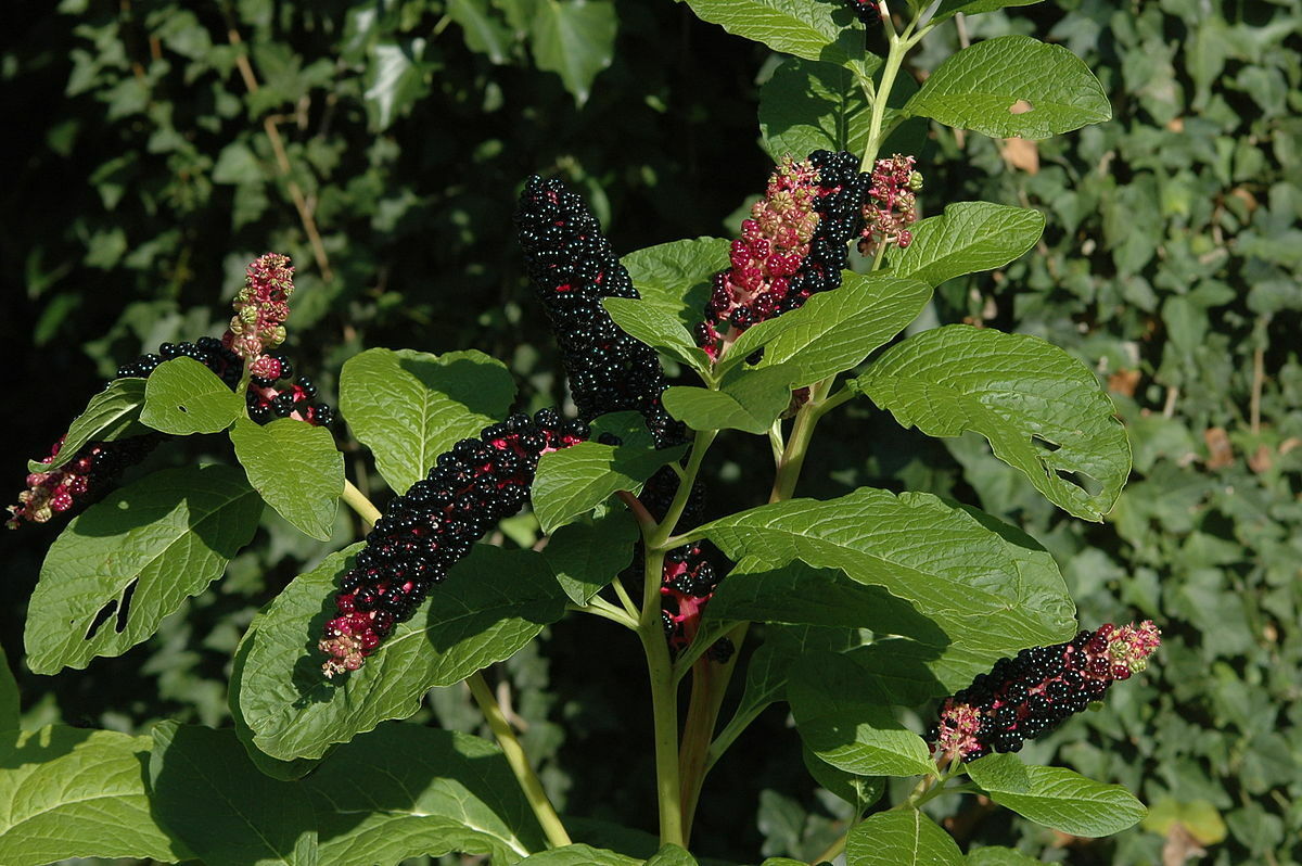 Phytolacca Acinosa India Pokeweed 5 seeds Fresh Gardening - $17.96