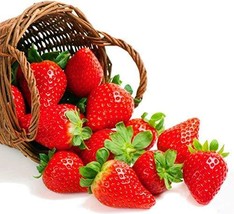 Everbearing Strawberry 25 Bare Root Plants - Fruit Spring, Summer &amp; Fall - £25.46 GBP