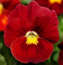 Red Pansy Seeds Scarlet Viola Seeds Red Pansies Non Gmo Heirloom Seed 50ct - $9.29