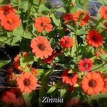 Item image 1 image 1