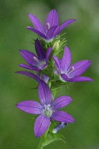 Triodanis Perfoliata Clasping Venus Lookingglass 20 Seeds Garden Beautiful USA S - $9.58