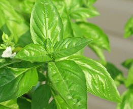 150 Lime Basil Ocimum Basilicum Herb Flower Seeds From US  - $8.35