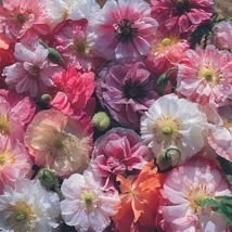 50 Angel Choir Poppy Flower Mix Perennial Papaver Seeds - £14.13 GBP