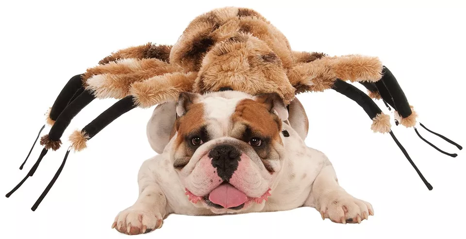 Giant Spider Pet Dog Cat Costume Tarantula Pet Halloween Party For Fun - €25,16 EUR+