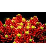 Mixed Succulent  Lithops Rare Living Stones Plants Cactus Home Plant 50 ... - $6.58 CAD