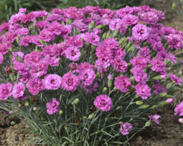1 Pc Quart Pot Purple Dianthus Flowers, Perennial Dianthus Live Plant | RK - £57.40 GBP