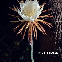 Moonlight Orchid Cereus 1Ft Cutting Fresh Garden - $19.00