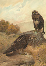 Original Antique Chromolithograph Litho Bird Rough-legged Hawk Archibuteo Aves - £21.57 GBP