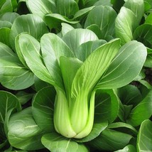 1000 Chinese Cabbage Chinese Shanghai Green Baby Bok Choy Seeds V1031 Garden - £8.94 GBP