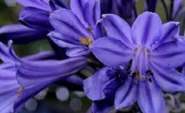 25 Pc Seeds Agapanthus Purple Flower Plant, Agapanthus Seeds for Planting | RK - £13.31 GBP
