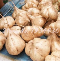 USA SELLER Sweet Potato Jicama/Yam Bean Garden Fruits And Vegetables Seed Pot Fa - £8.85 GBP