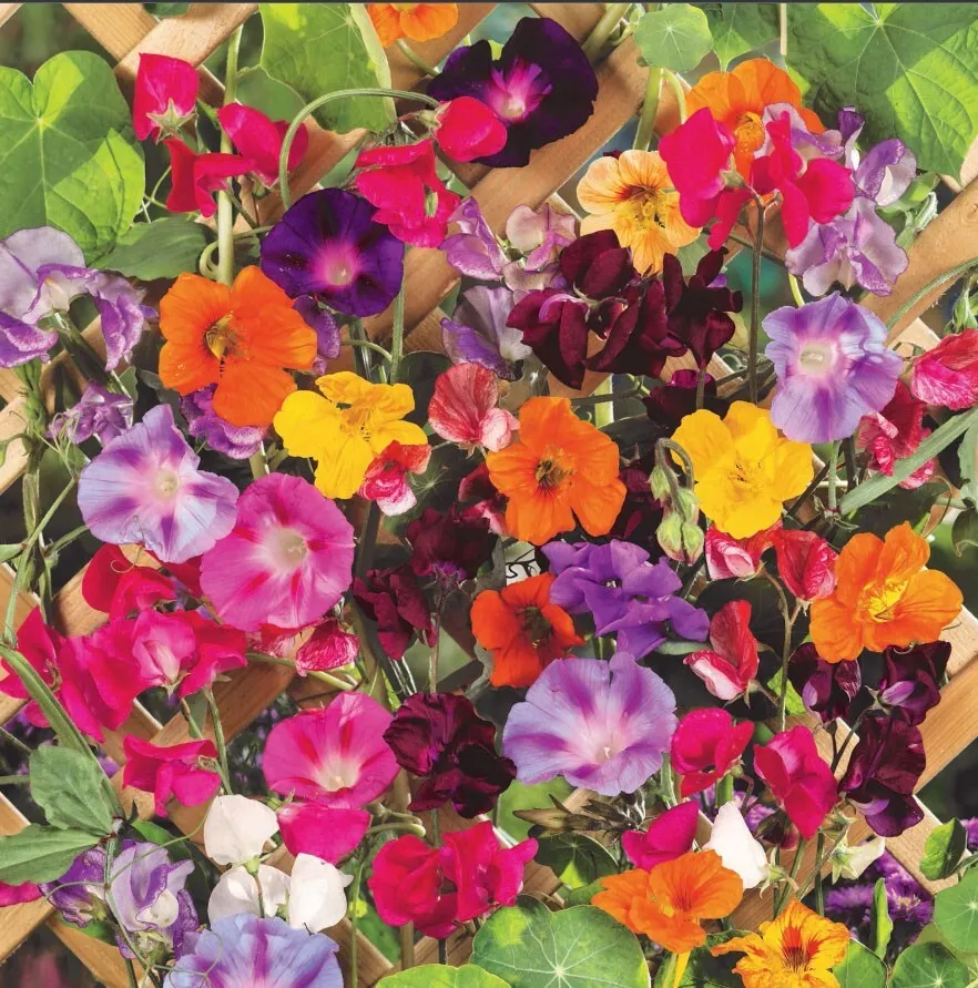 50 SEEDS COLORFUL CLIMBERS Mix Morning Glory Sweet Pea Nasturtium Vines ... - $204.49 MXN