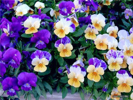 40 Pansy Flower Seeds Be81026 43 Fresh USA Shipping - £13.89 GBP