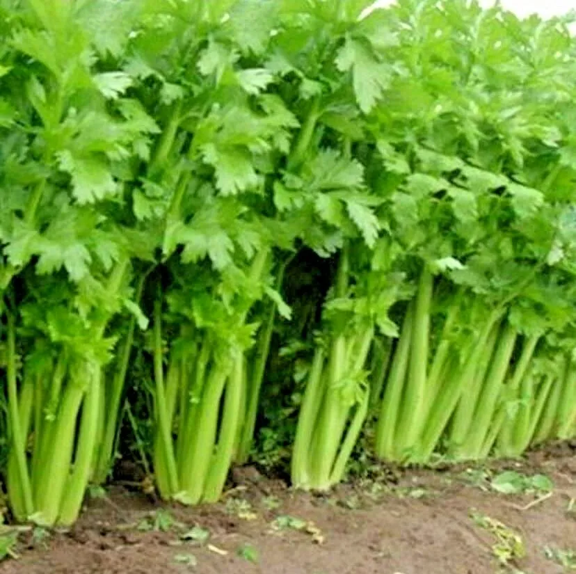 1001 Tall Utah Celery Seedsvegetable - £7.05 GBP