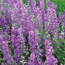“ 100 PCS Purple Japanese Lilac Seeds GIM ” - £11.39 GBP