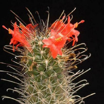 Mammillaria Poselgeri exotic rare cactus seed 20 SEEDS - £7.10 GBP