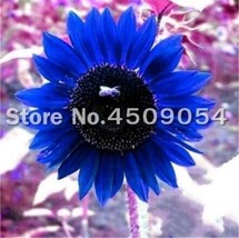 50 seeds Dwarf Sunflower Seeds Blue Flowers - $8.99