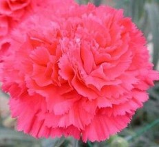 Beautiful Carnation Seed Carnation Seed Carnation Seed for Indoors and G... - £7.75 GBP