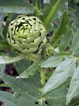 15 Seeds Green Globe Artichoke Thistle Cardoon Vegetable - £7.92 GBP