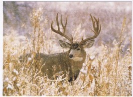 Animal Postcard Mule Deer Muleys Rocky Mountain National Park - $3.95