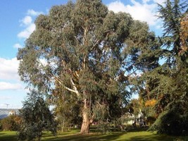 Eucalyptus Dalrympleana Mountain White Gum Tree Fresh Seeds - $18.98