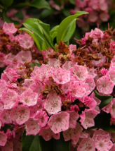 10 Pc Seeds Mountain Laurel Plant, Kalmia latifolia Seeds for Planting | RK - $18.90