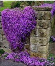100Pcs/Bag Creeping Thyme Seeds Or Blue ROCK CRESS Seeds - Perennial Ground Cove - £3.05 GBP
